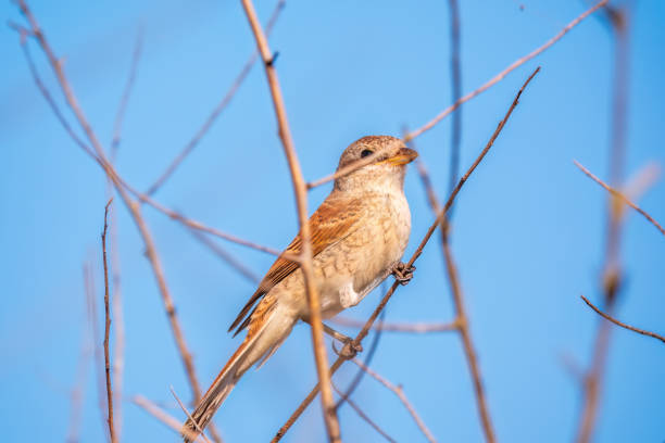 istock Juvenile Red-backed Shrike sitting on a tree branch. 1421463256
