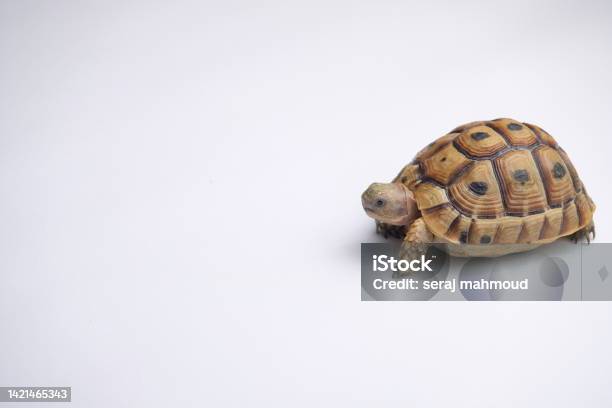 Tunisian Tortoise Or Testudo Graeca Nabeulensis Stock Photo - Download Image Now - Tortoise, Africa, Photography