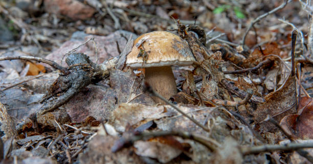 istock Summer cep mushroom (Boletus reticulatus) growing in the forest. Close up. Selective focus. 1421465566