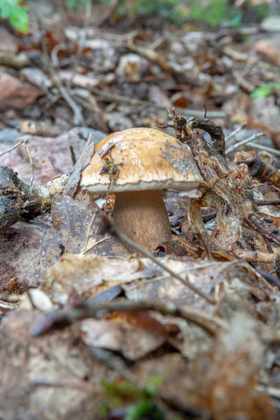 istock Summer cep mushroom (Boletus reticulatus) growing in the forest. Close up. Selective focus. 1421465603