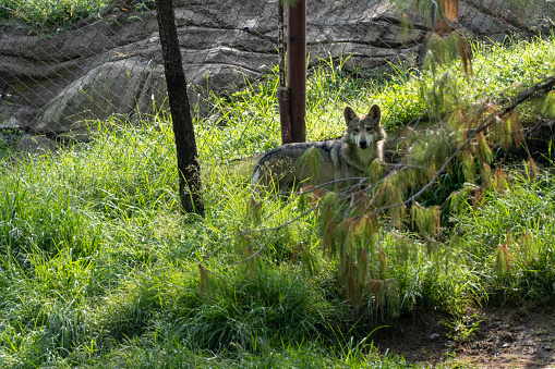 Canis lupus mexican gray wolf at the zoo, behind a mesh containing it, guadalajara, mexico