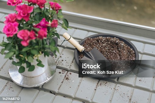 istock Still life - Gardening tools and a pot of blossomed flower plant 1421468712