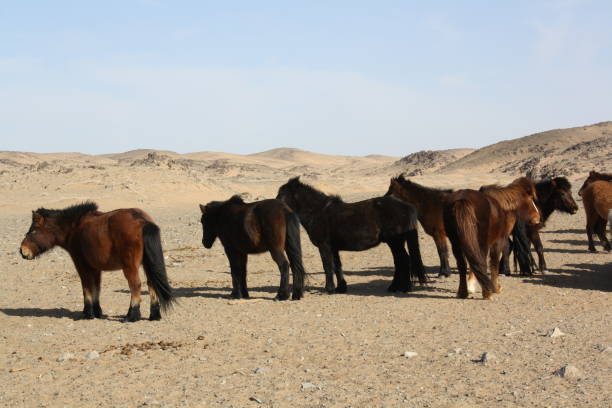 Wild Mongolian horses freely roam in the desolate desert, Gobi, Mongolia. stock photo
