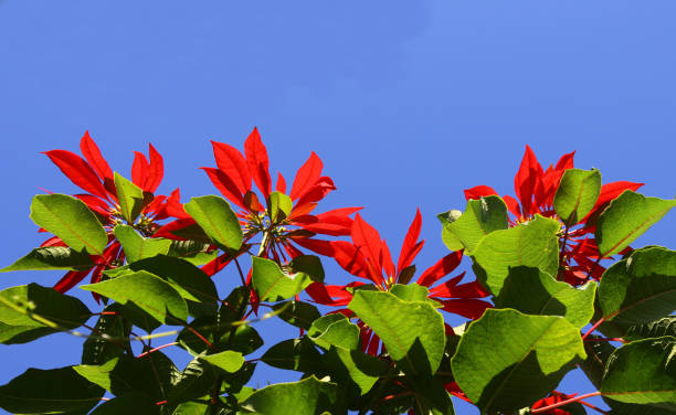 istock Poinsettia tree against a blue sky 1421472168