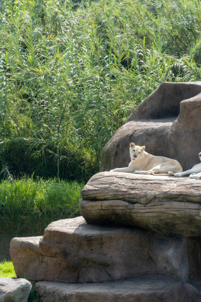 istock Panthera leo krugeri white lionesses resting on large stones, three white lionesses, mexico 1421472504
