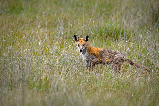 Young foxes , Sainte-Apolline, Quebec, Canada