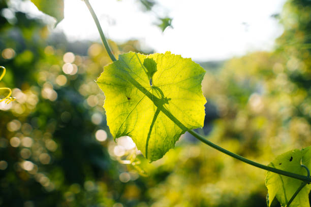 leaf grass and green trees background