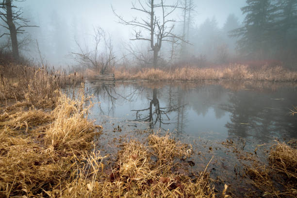 Foggy morning at Beaver Lake park on southern Vancouver Island.