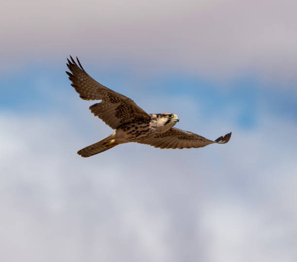 leni farias - lanner falcon - fotografias e filmes do acervo