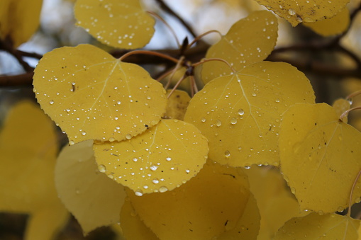 Aspen leaves drenched in morning dew