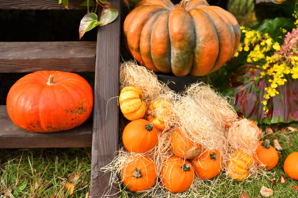 istock Big orange Halloween pumpkins. 1421489069