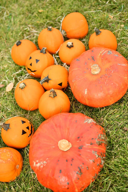 istock Big orange Halloween pumpkins. 1421489085