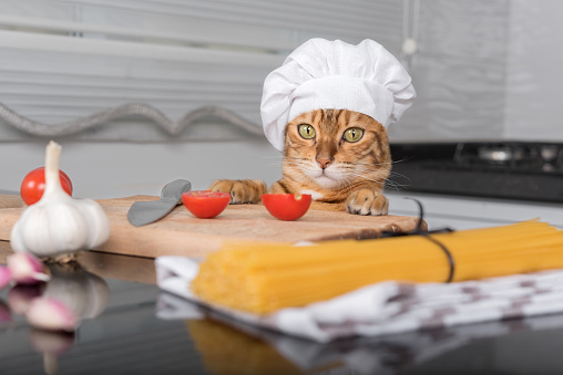 Domestic cat in a chef's hat at the table with ingredients for making pasta with cherry tomatoes.