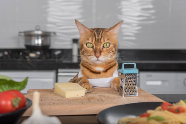 白いエプロンを着た猫がチーズとおろし金の隣のキッチンテーブルに座っている。 - cheese making ストックフォトと画像