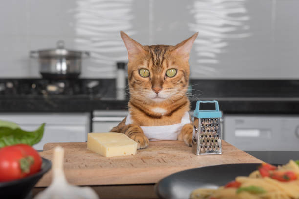 um gato em um avental branco senta-se na mesa da cozinha ao lado de queijo e um ralador. - cheese making - fotografias e filmes do acervo