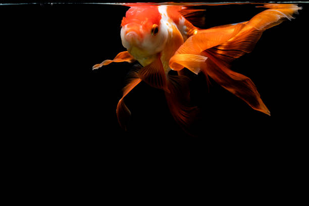 istock goldfish isolated on a dark black background 1421496623