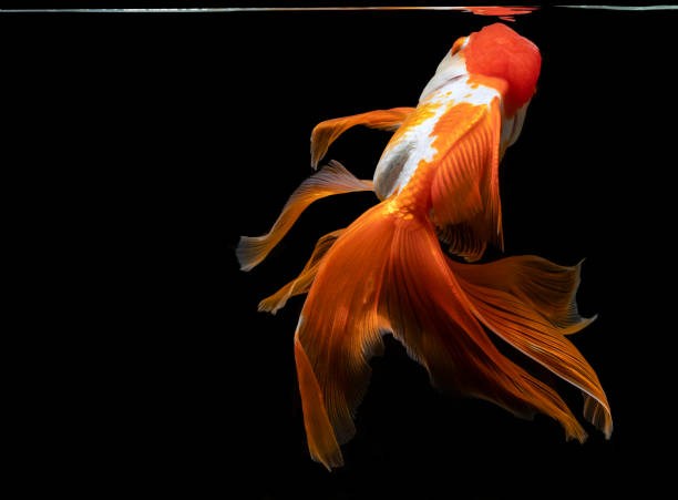 istock goldfish isolated on a dark black background 1421496635