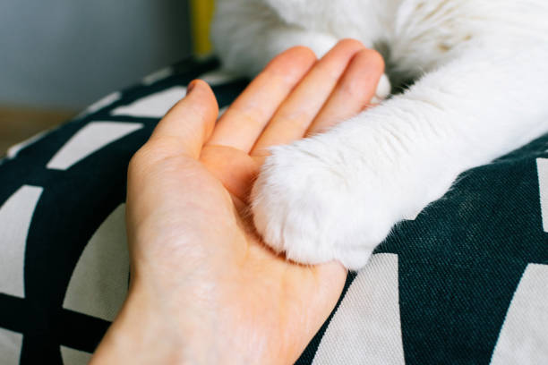 istock Cat's paw in person's hand. 1421499178