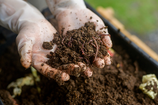male hand holding soil and earthworms , conservation agriculture concept