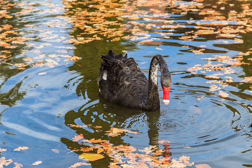 Black swan (Cygnus atratus) swimming in the autumn pond with fallen leaves