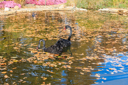 Pair of black swan (Cygnus atratus) swimming in the autumn pond with fallen leaves