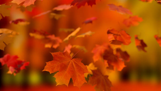 Autumn leaves background stock photo