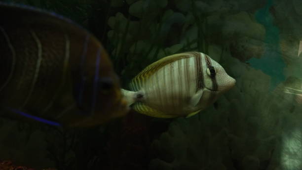 istock fish swimming in water image 1421506346