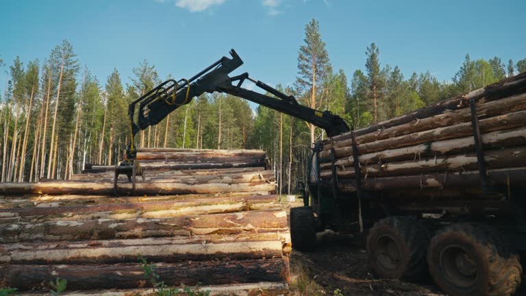 Unloading Wood Cargo From Truck To Ground For Transportation To Factory