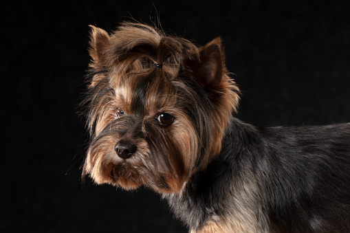 Yorkshire terrier in the studio on a black background.
