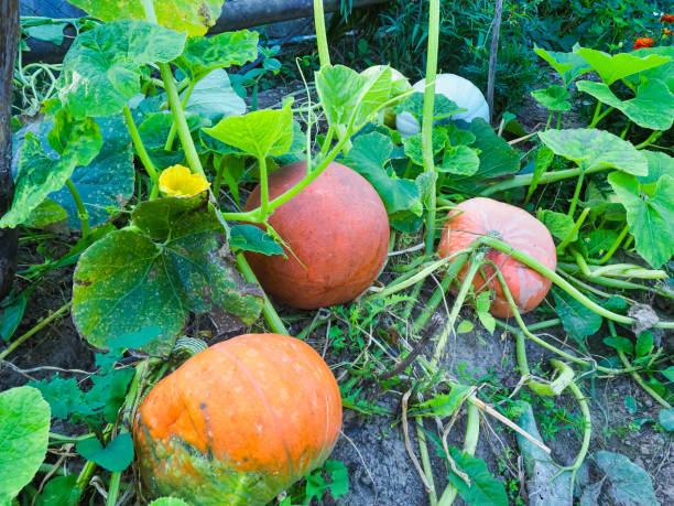istock pumpkin on the field basketball ball 1421508541