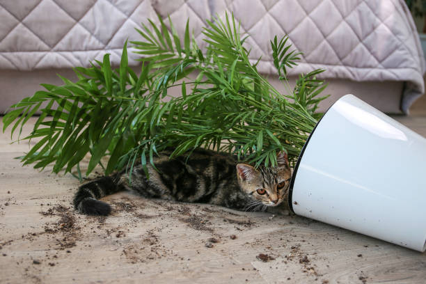istock The cat overturned a pot with a flower on the floor. 1421509549