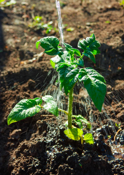 istock Watering seedling tomatoes of clean water 1421509770