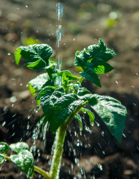 istock Watering seedling tomatoes of clean water 1421509803