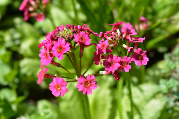 istock Japanese Primrose Millers Crimson 1421509981