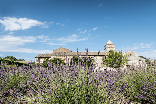 Lavender Field in the Monastery of Saint Paul de Mausole in  Saint-Remy, France