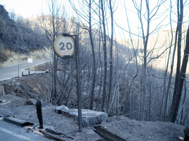 istock Burnt forest after a forest fire in the Pont de Vilomara in Barcelona 1421515302