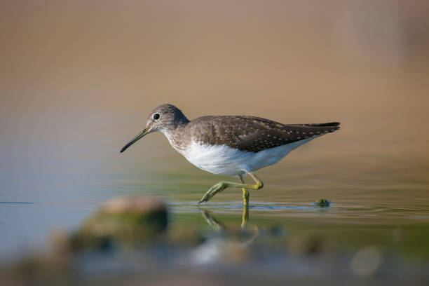 Green Sandpiper  (Tringa ochropus) Green Sandpiper  (Tringa ochropus) is usually found near freshwater in the Winter, living in smaller bodies of water such as streams and ponds. green sandpiper tringa ochropus stock pictures, royalty-free photos & images
