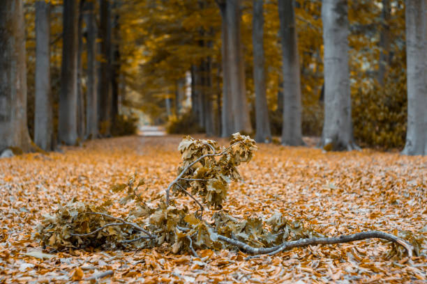 Autumn in the forest with fallen leaves and tree-lined hiking path. Selective focus with blurred background.