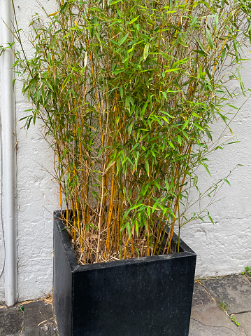 Stock photo showing specimen bamboo plant growing in garden against a whitewashed wall.