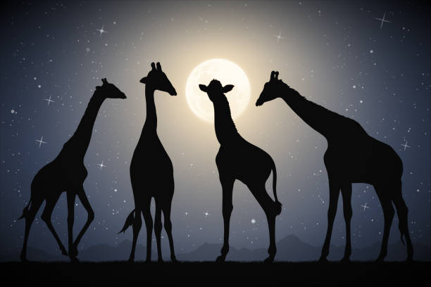 Giraffe family in savannah Animal silhouette. Full moon in night sky giraffe calf stock illustrations