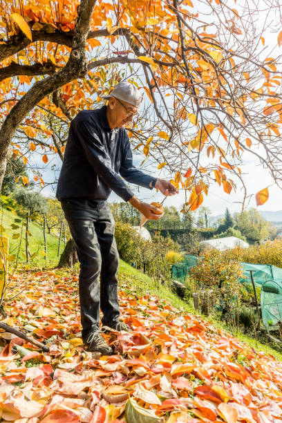 istock Man in Autumn Orchard Raking Fallen Leaves Under the Persimmon Tree 1421521733