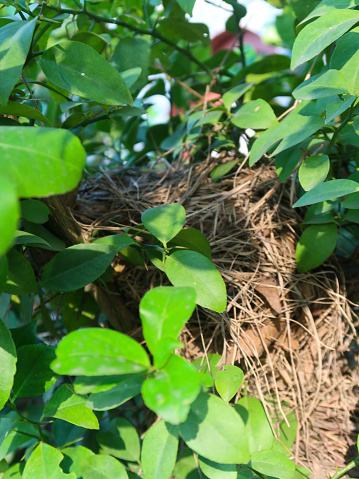Stock photo showing close-up, elevated view of wild bird's nest sitting in citrus lime tree on sunny day.