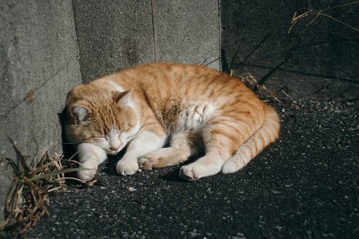 Image of a cat sleeping soundly with cute gestures