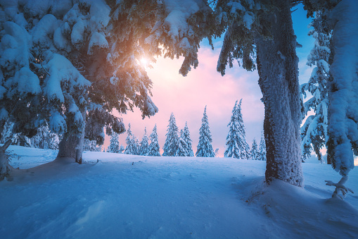 Fabulous winter view of mountain forest with snow covered fir trees. Colorful outdoor scene. Christmas mood.