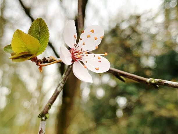 istock Close-Up Of Cherry Blossoms In Spring 1421525259