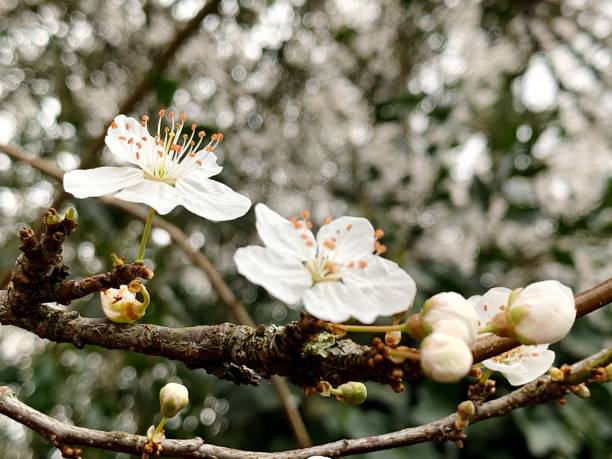 istock Close-Up Of Cherry Blossoms On Branch 1421525280