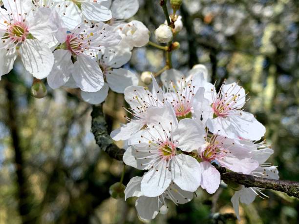 istock Close-Up Of White Cherry Blossoms In Spring 1421525294