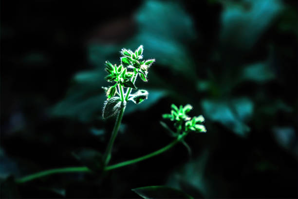 Plant Close Up Shot