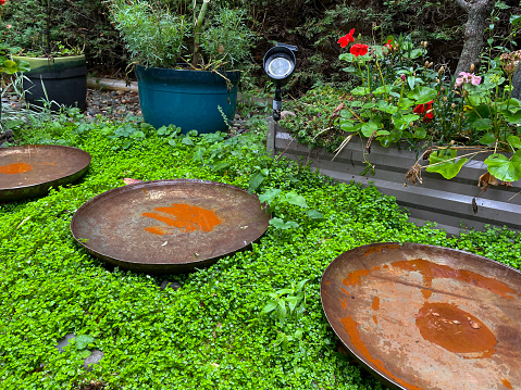 Stock photo showing close-up view of lush green leaf mind-your-own-business (Soleirolia soleirolii) ground cover plant growing in garden surrounding rusty metal bird bath dishes.