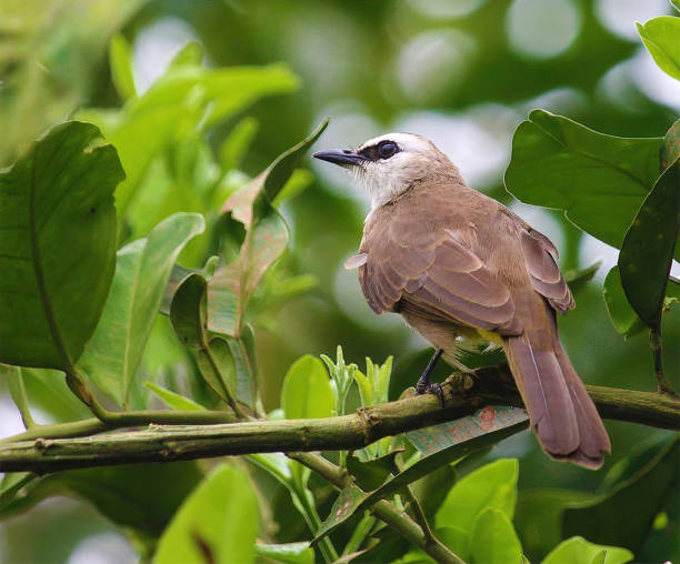 istock Yellow Vented Bulbul Close Up Shot 1421527657